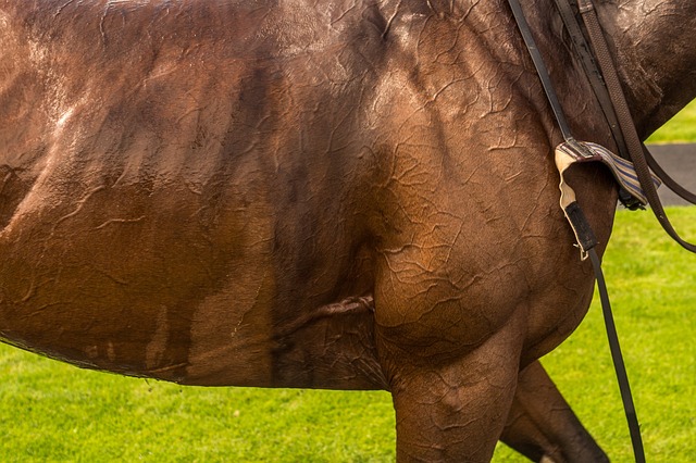 Horse Racing in Brazil